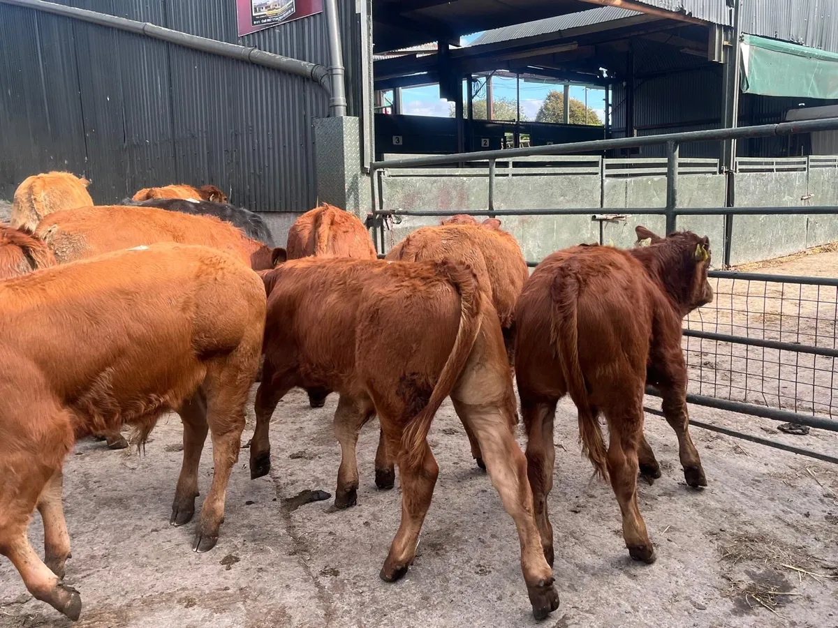 16 u grade limosin bull weanlings - Image 4