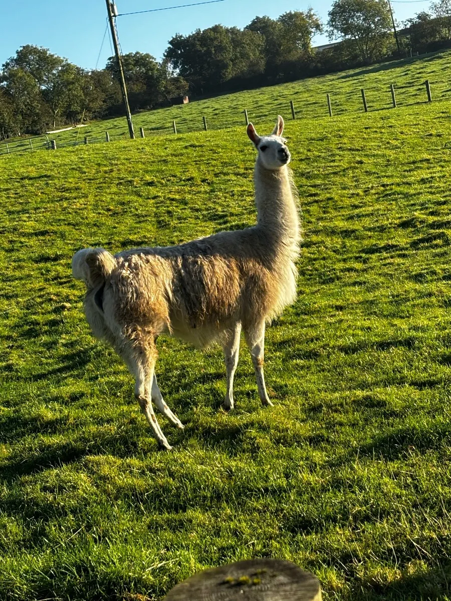 Llama for sale - Image 1