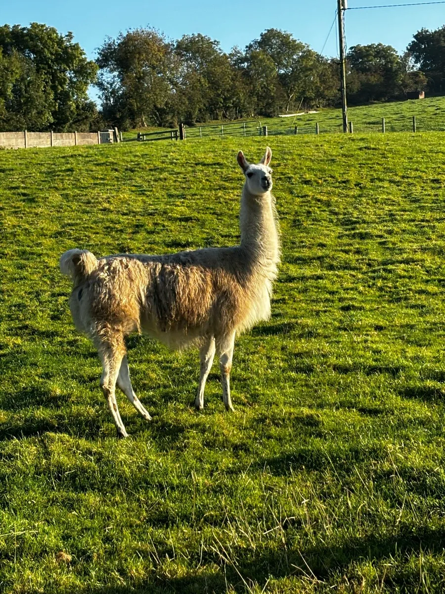 Llama for sale - Image 2