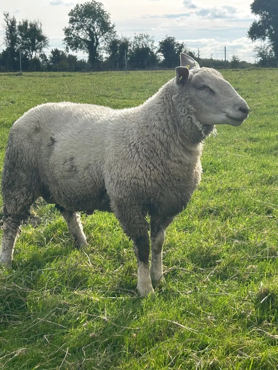 Sis qualified Belclare rams and  Charollais rams - Image 1