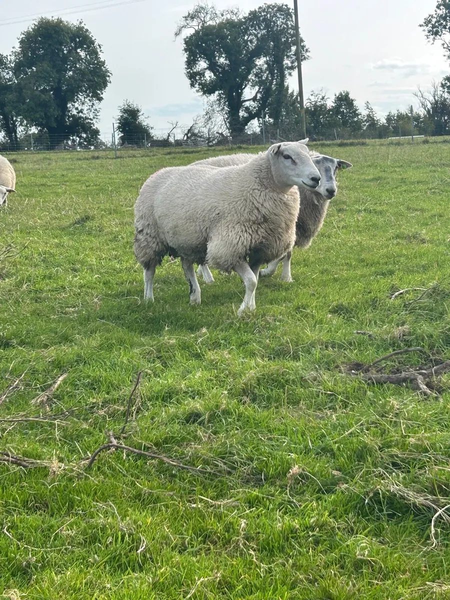 Sis qualified Belclare rams and  Charollais rams - Image 3