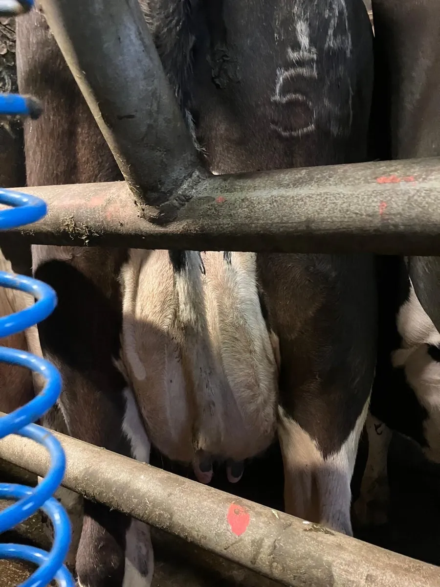 Young empty cows - Image 1