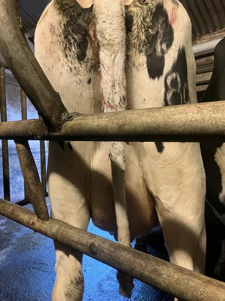 Young empty cows - Image 2