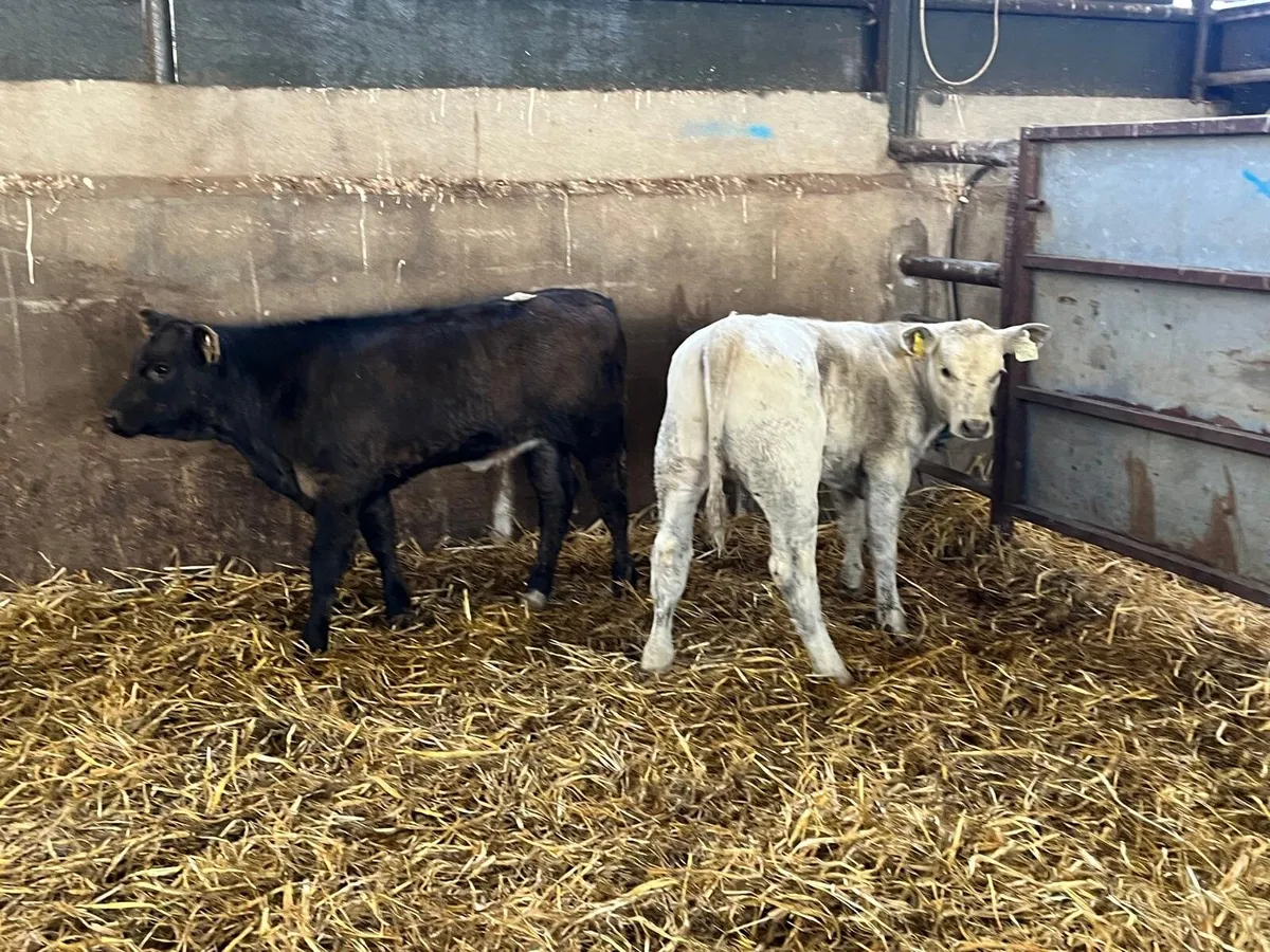 2 super continental runner heifers - Image 1