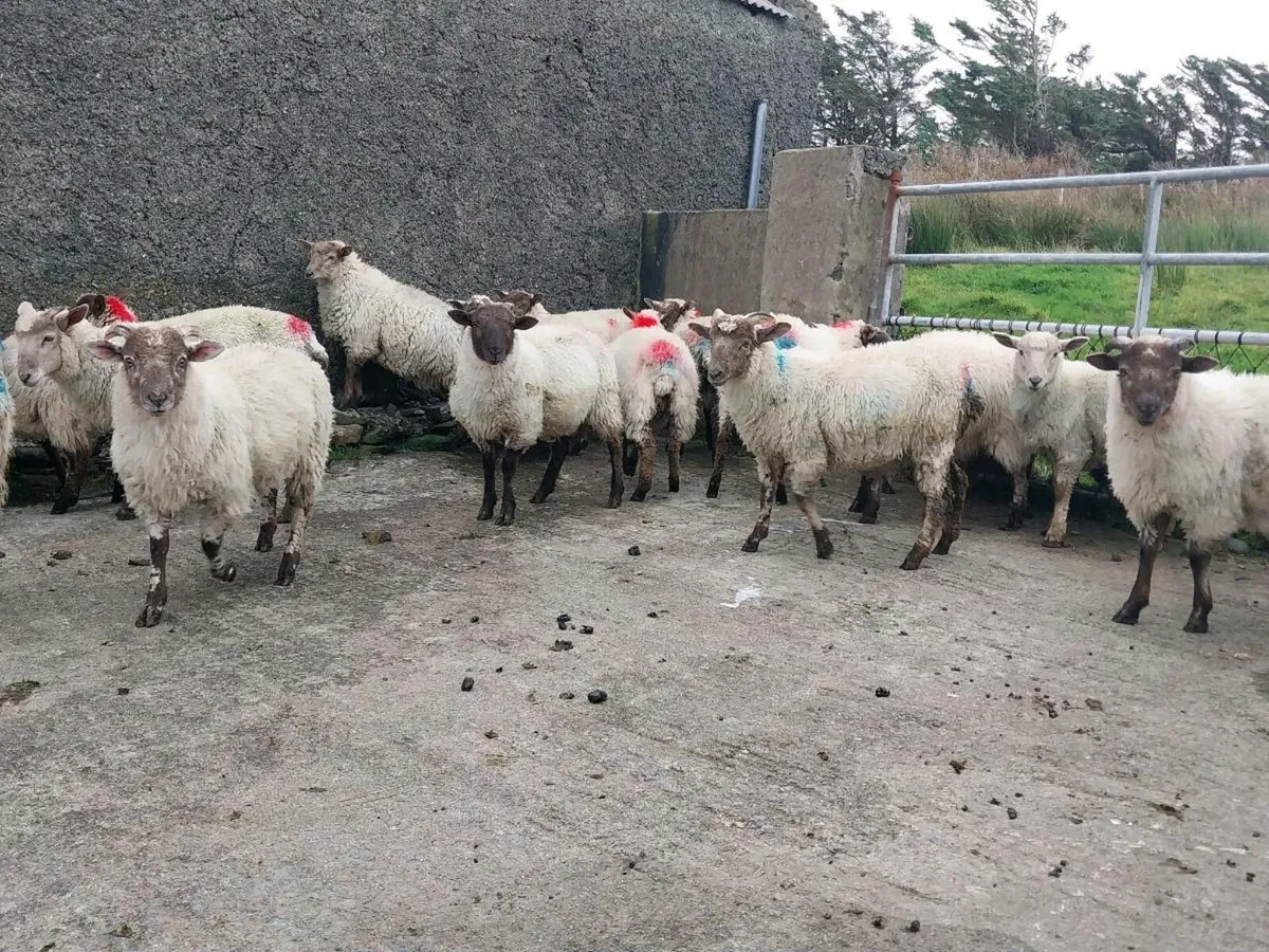 Light Ewe & Ram lambs - Image 4