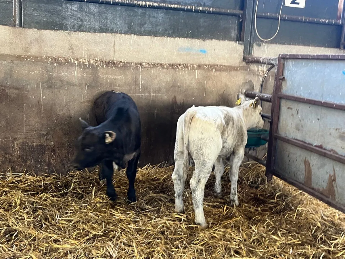 2 super continental runner heifers - Image 2