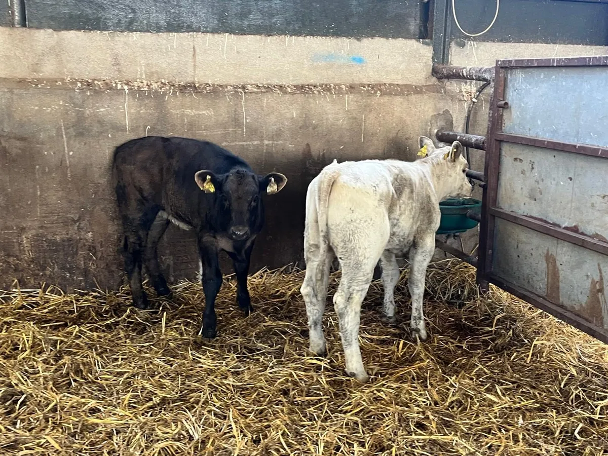 2 super continental runner heifers - Image 3