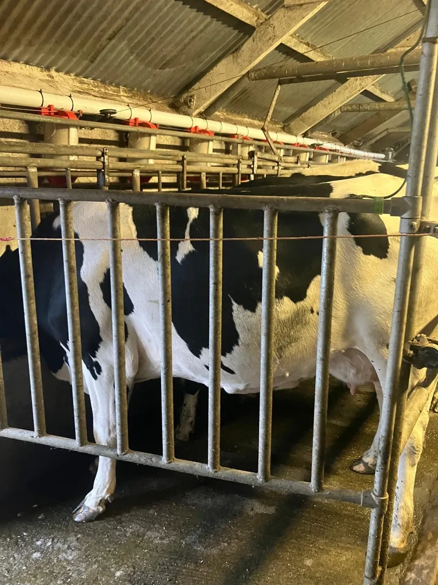 Young empty cows - Image 4