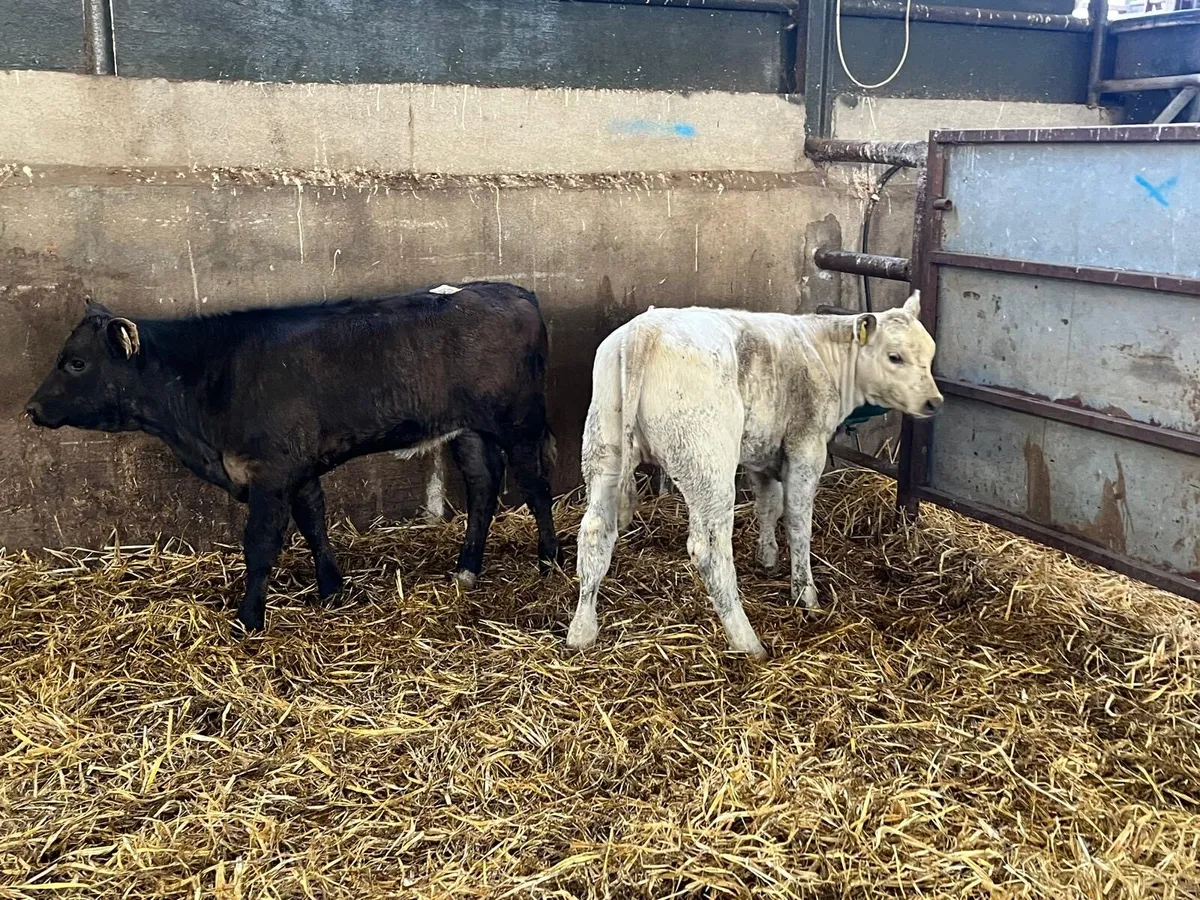 2 super continental runner heifers - Image 4