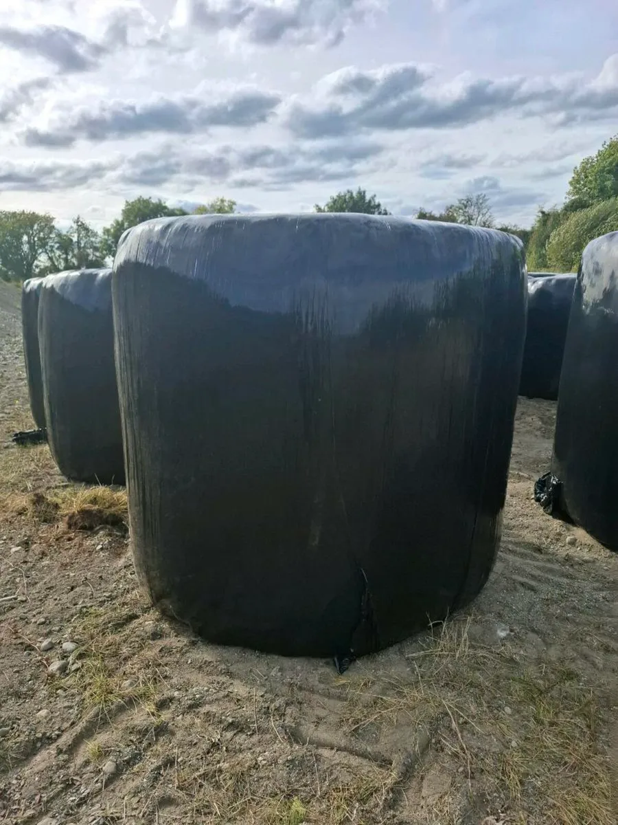 Silage - Image 2