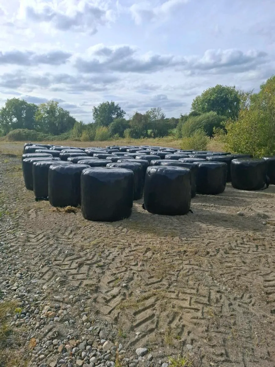 Silage - Image 3