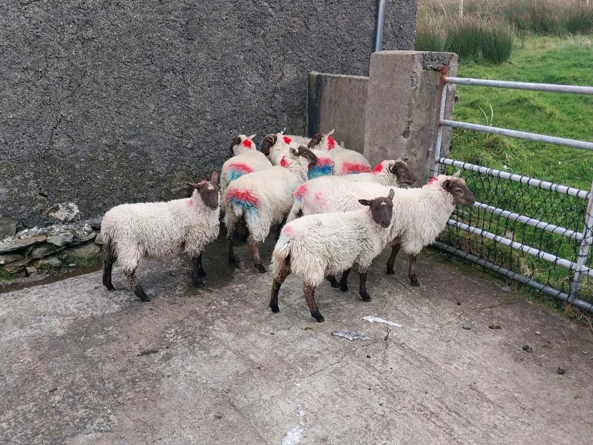 Light Ewe & Ram lambs - Image 1