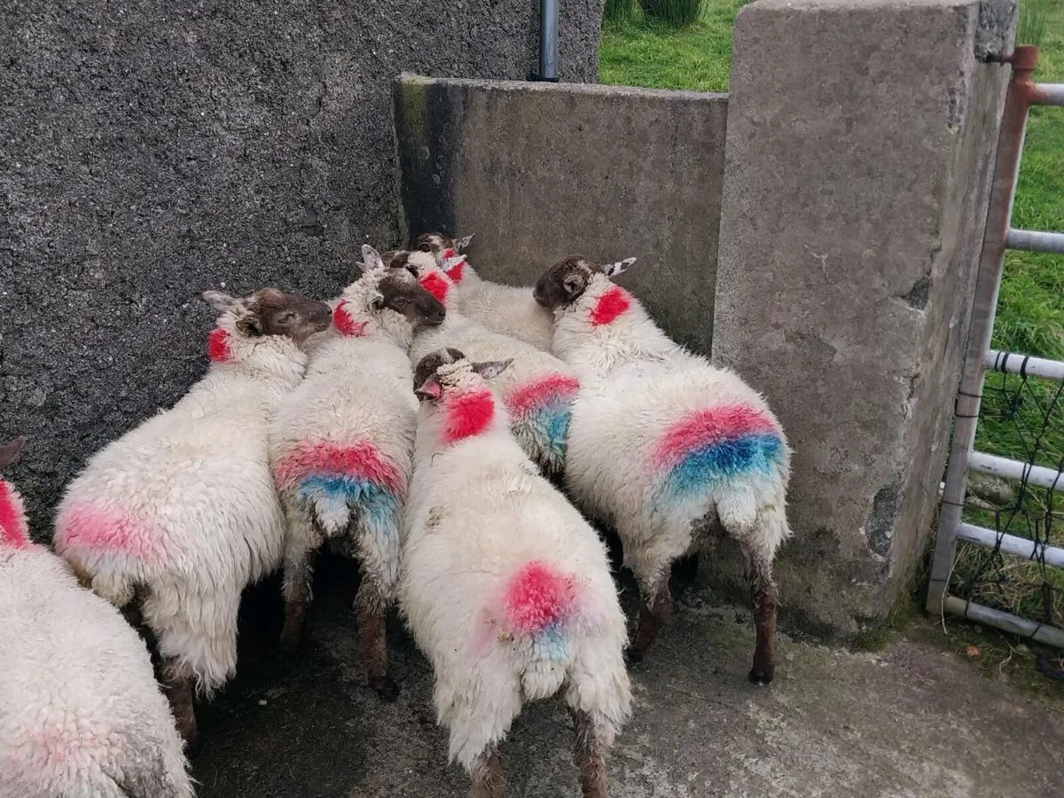 Light Ewe & Ram lambs - Image 2