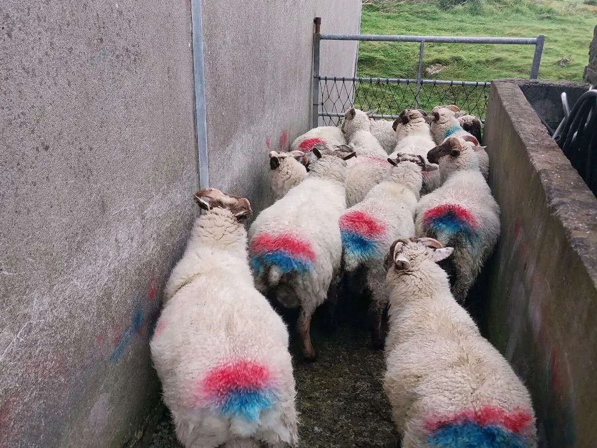 Light Ewe & Ram lambs - Image 3