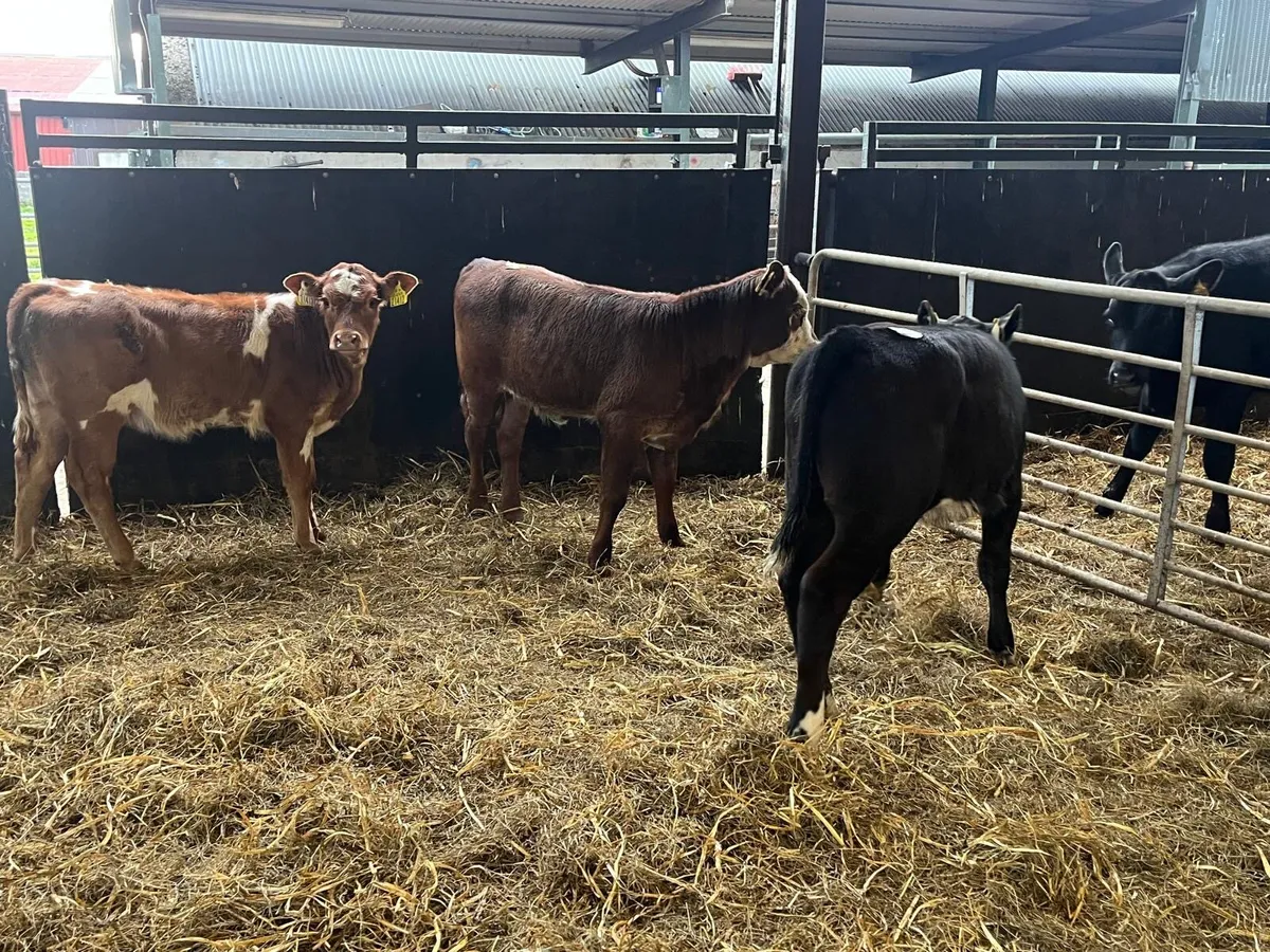 3 super  suckler bred  continental heifers - Image 1