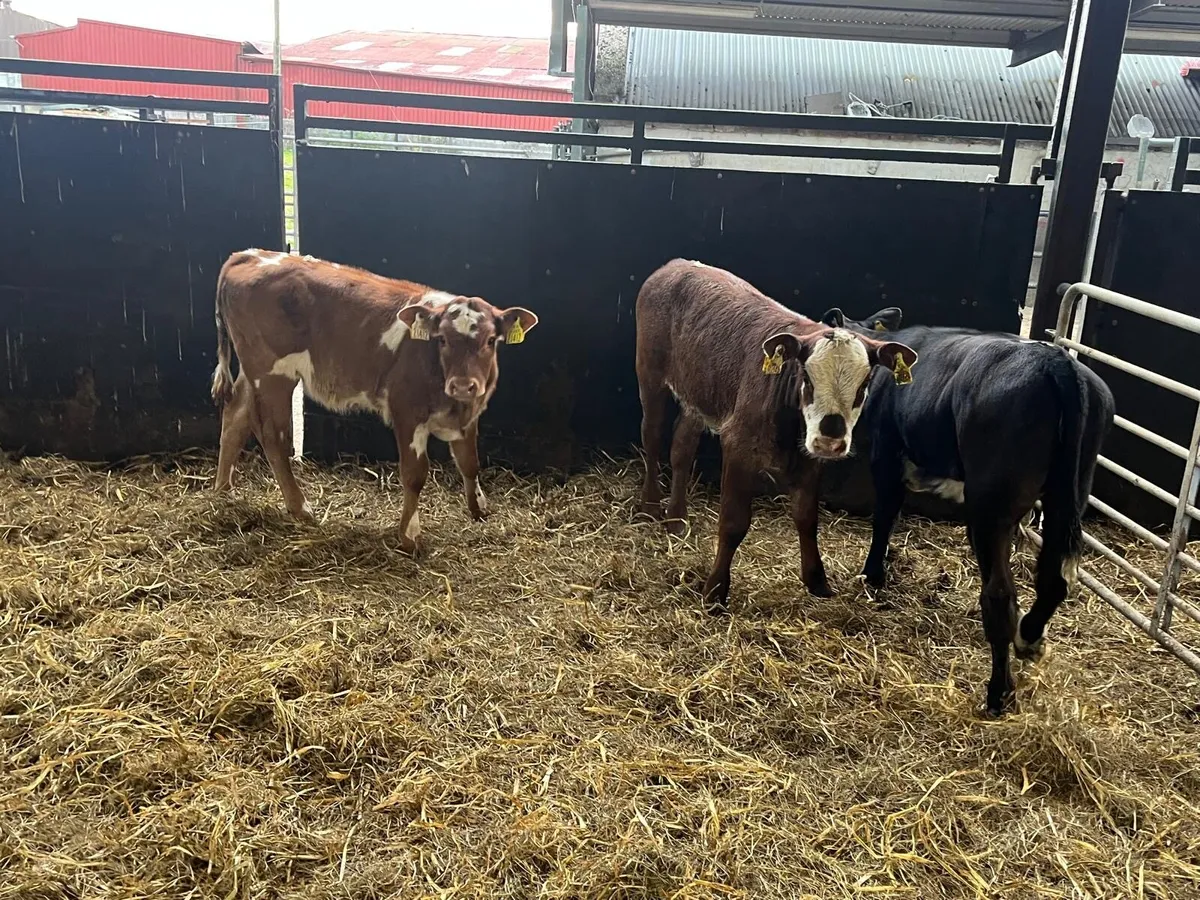 3 super  suckler bred  continental heifers - Image 2