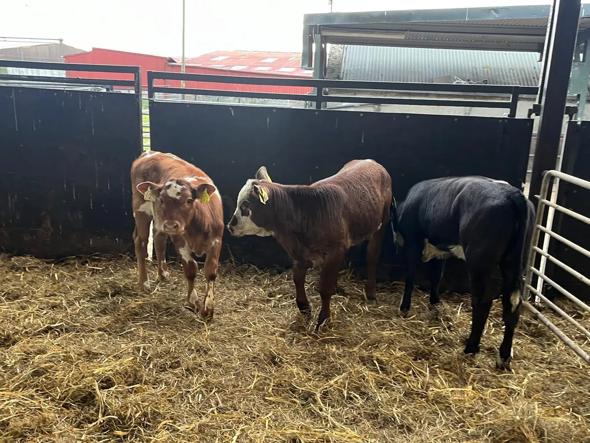 3 super  suckler bred  continental heifers - Image 3