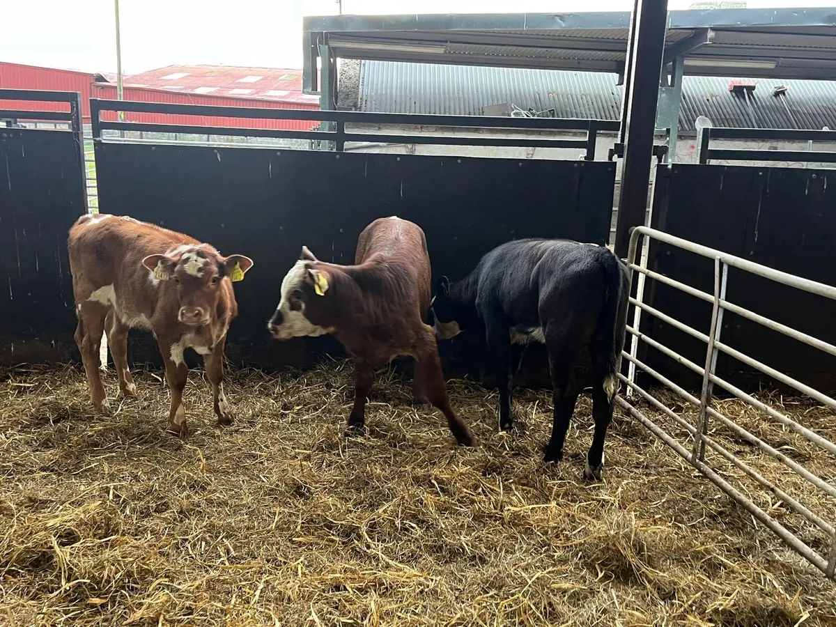 3 super  suckler bred  continental heifers - Image 4