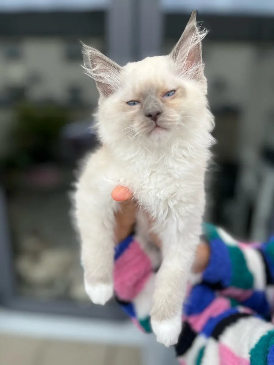 Ragdoll Kittens - Image 1