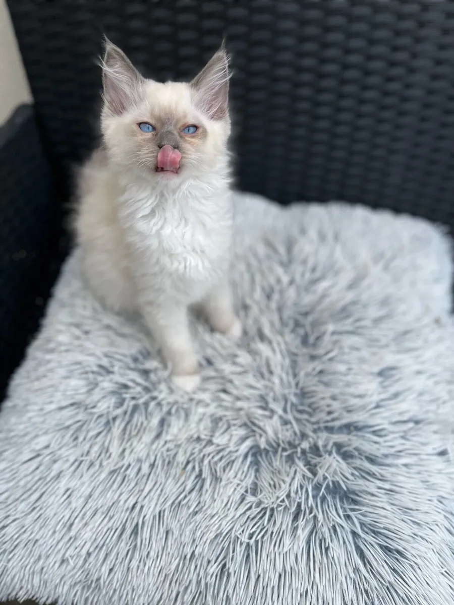 Ragdoll Kittens - Image 2