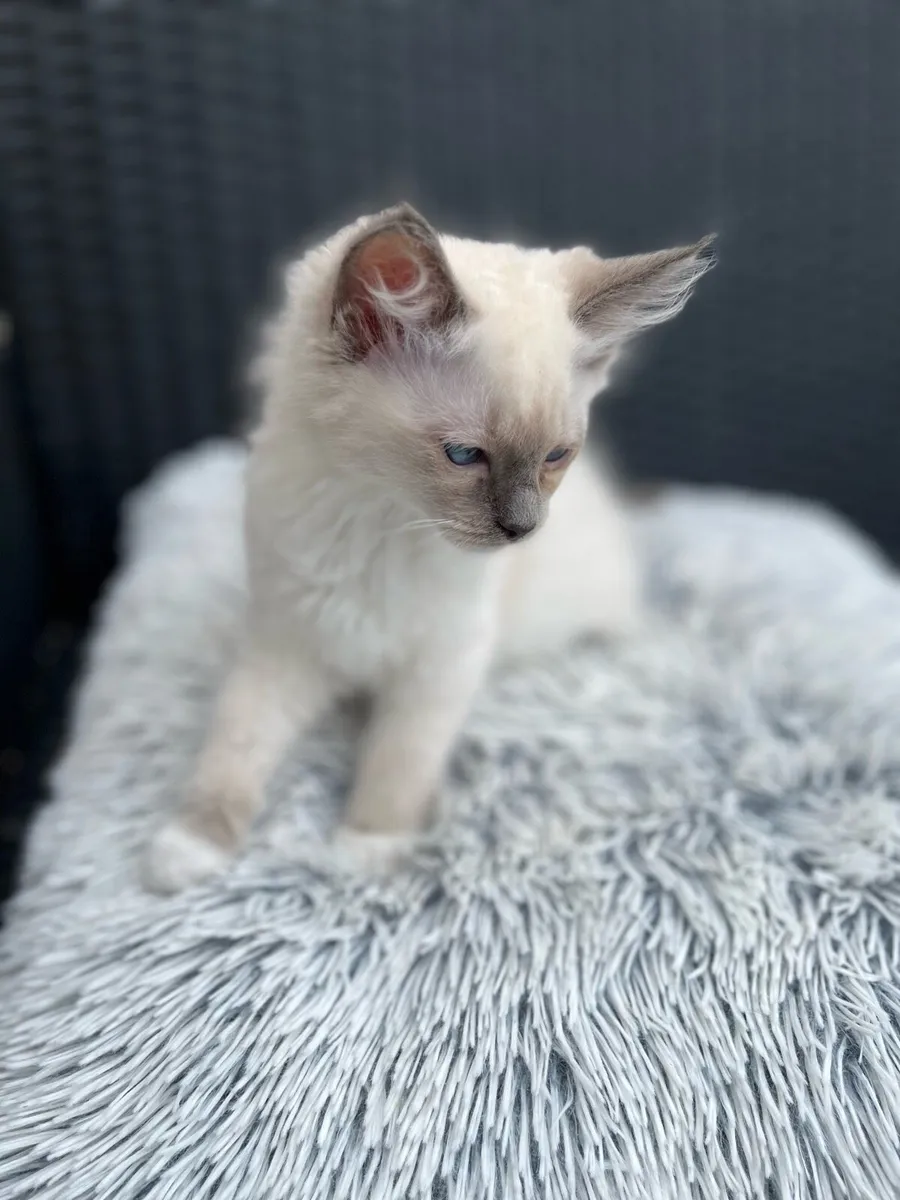 Ragdoll Kittens - Image 3