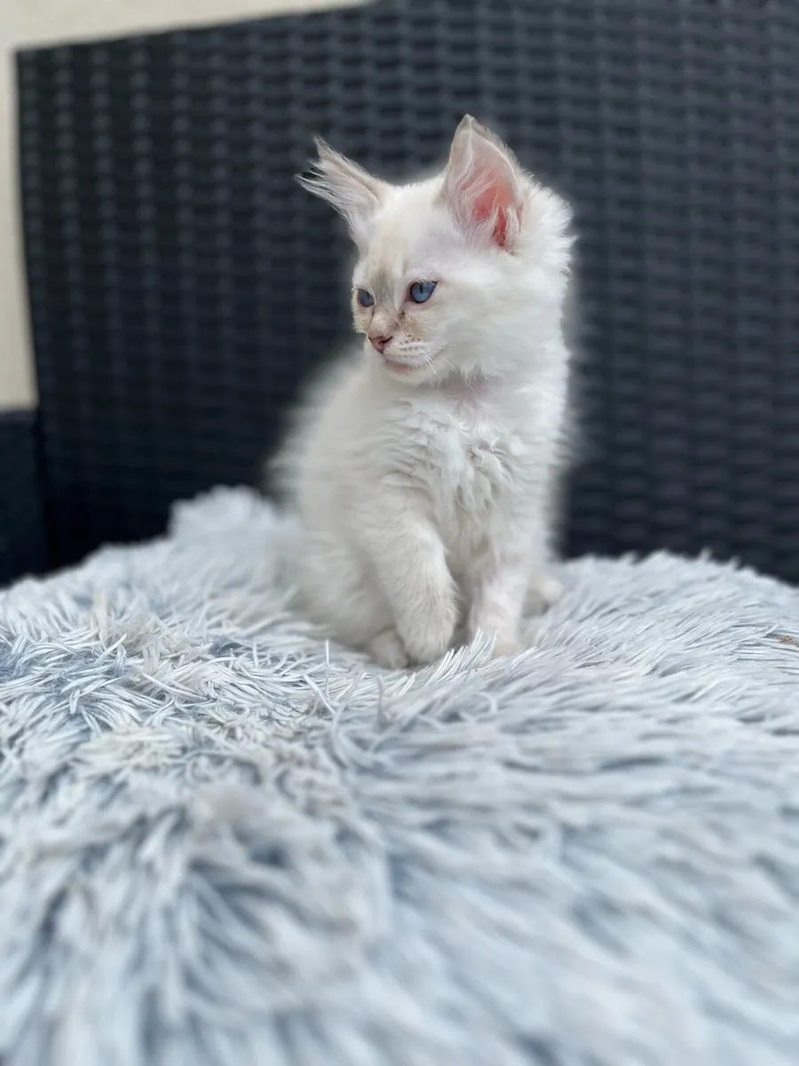 Ragdoll Kittens - Image 4