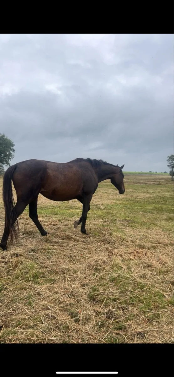6 year old mare🌟🌟 - Image 1