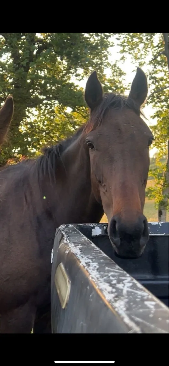 6 year old mare🌟🌟 - Image 2
