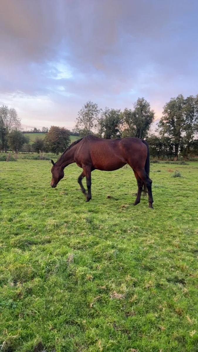 6 year old mare🌟🌟 - Image 3