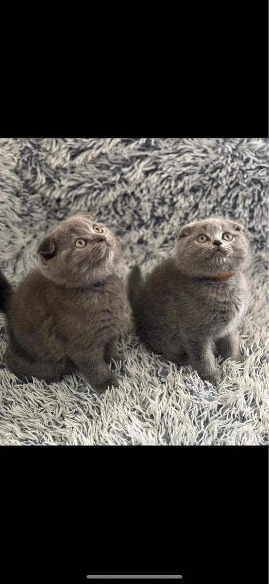 Scottish fold with microchip - Image 1