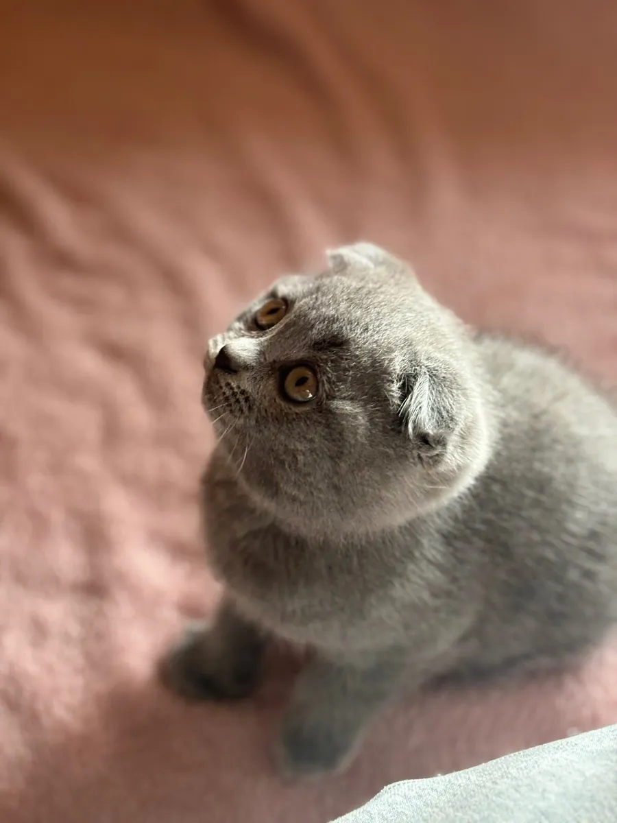 Scottish fold with microchip - Image 2