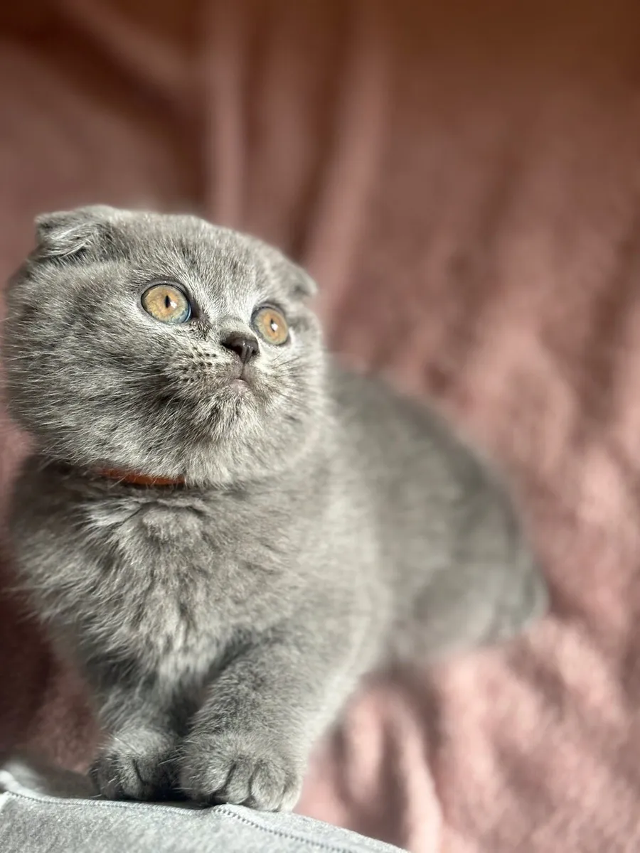 Scottish fold with microchip - Image 4