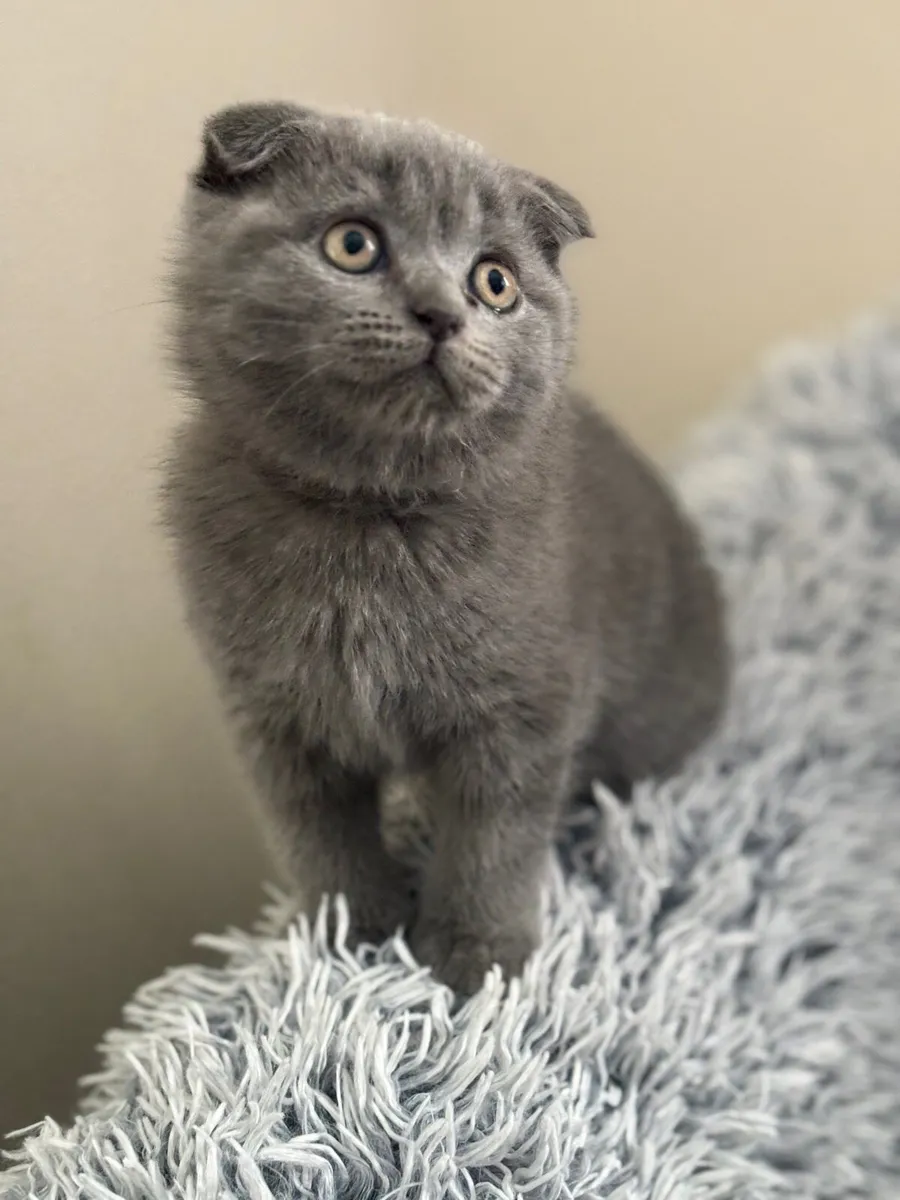 Scottish fold with microchip - Image 1