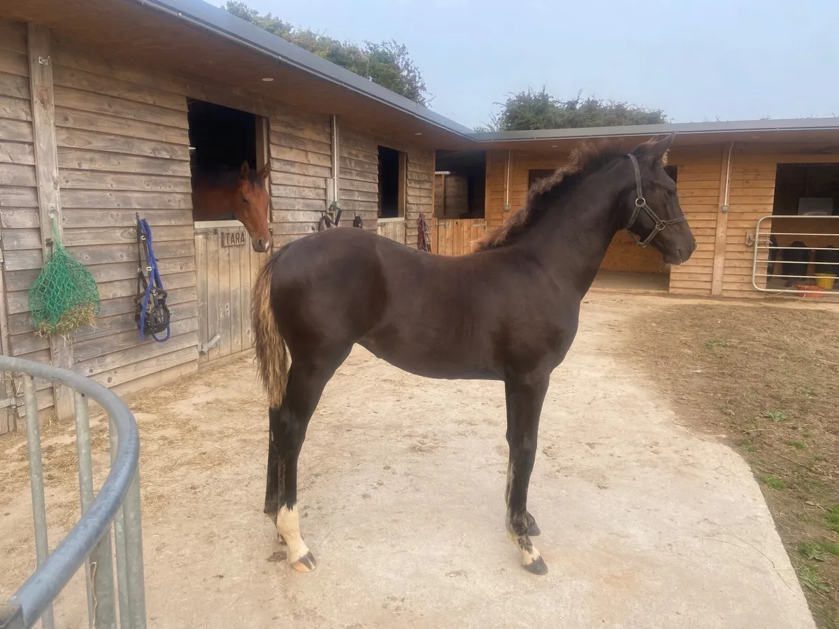 Top Quality dressage foal by Glamourdale - Image 1