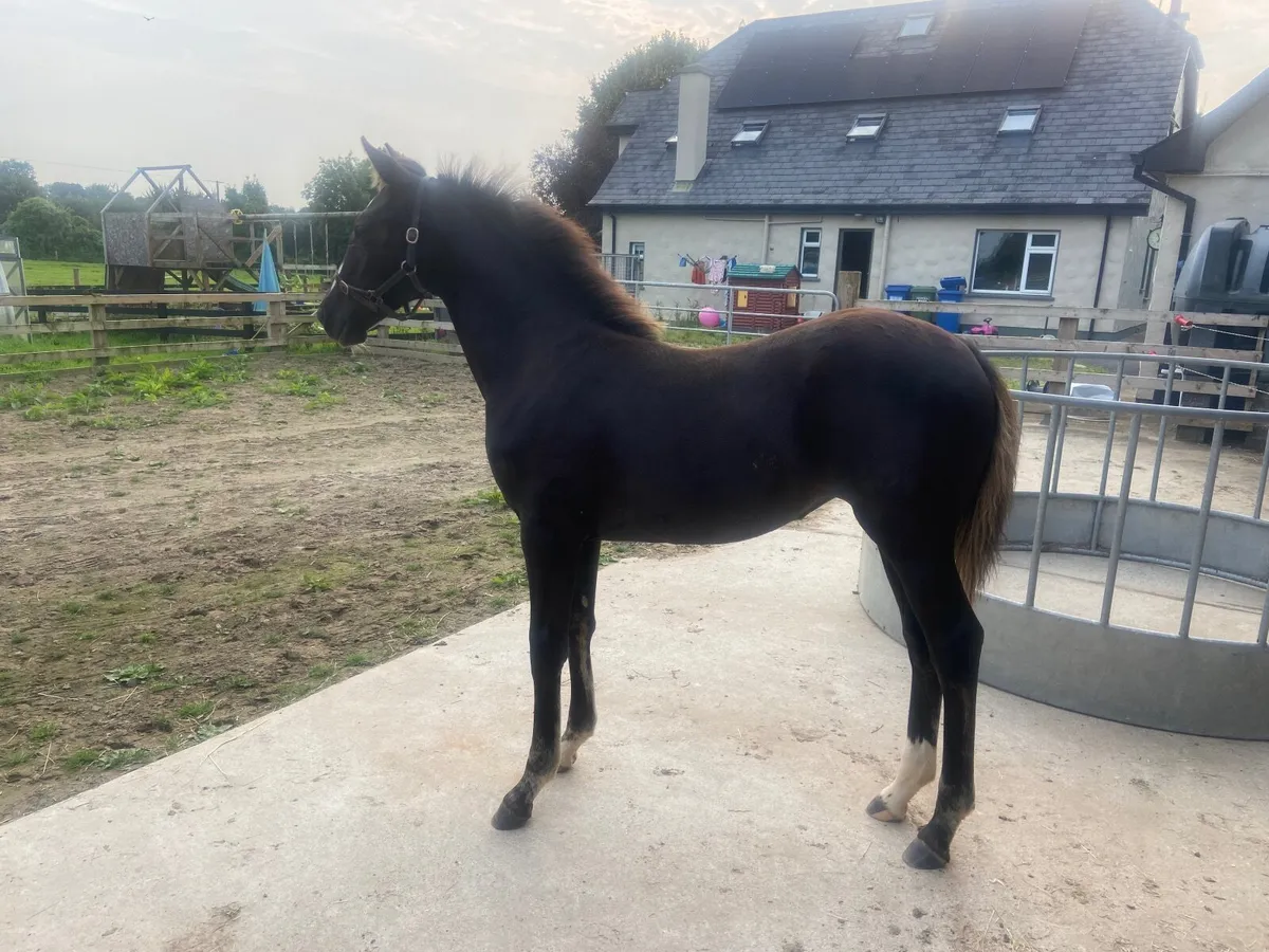 Top Quality dressage foal by Glamourdale - Image 2