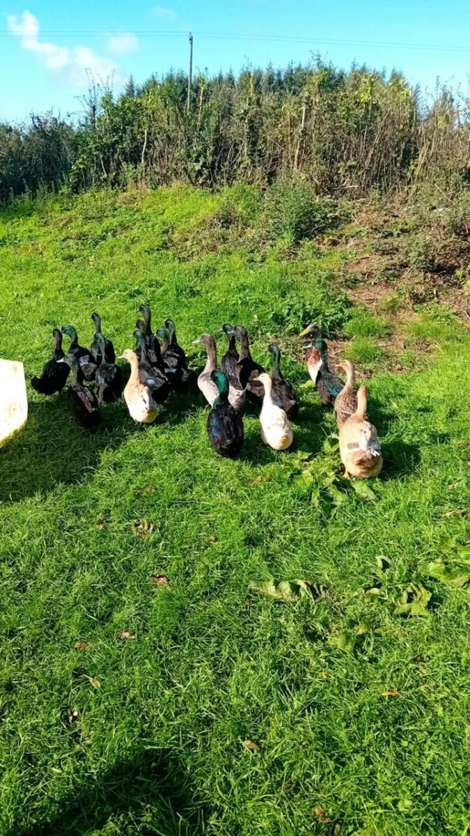 Poultry - Image 1