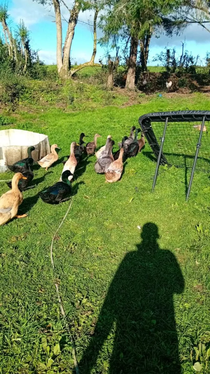 Poultry - Image 2