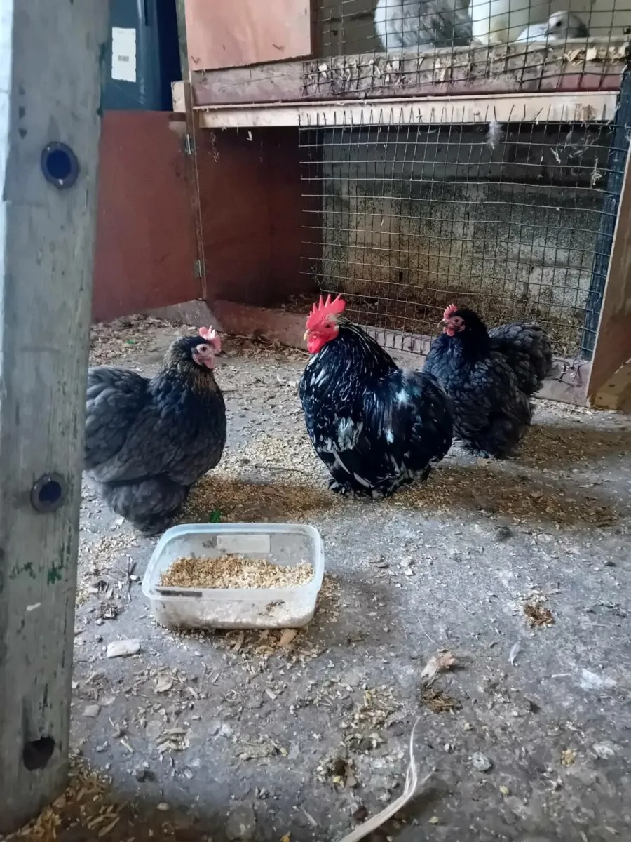 Poultry - Image 3