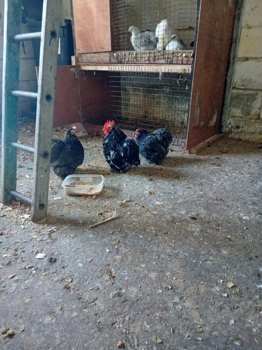 Poultry - Image 4