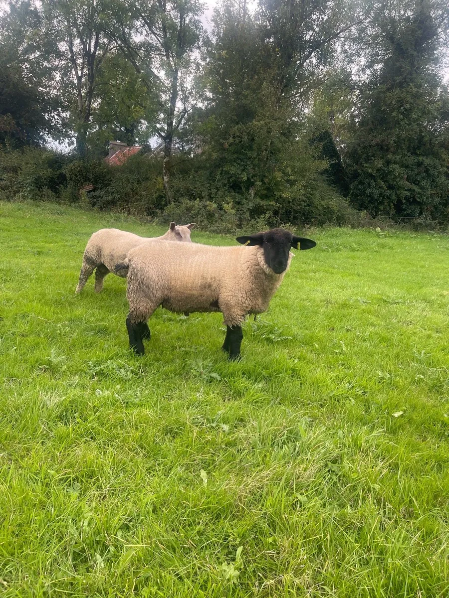 Pb Suffolk & Charollais Ram lambs - Image 1