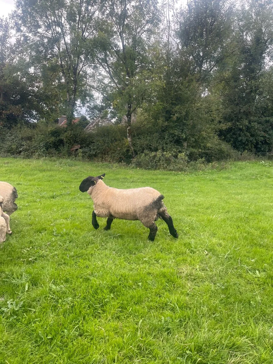 Pb Suffolk & Charollais Ram lambs - Image 2