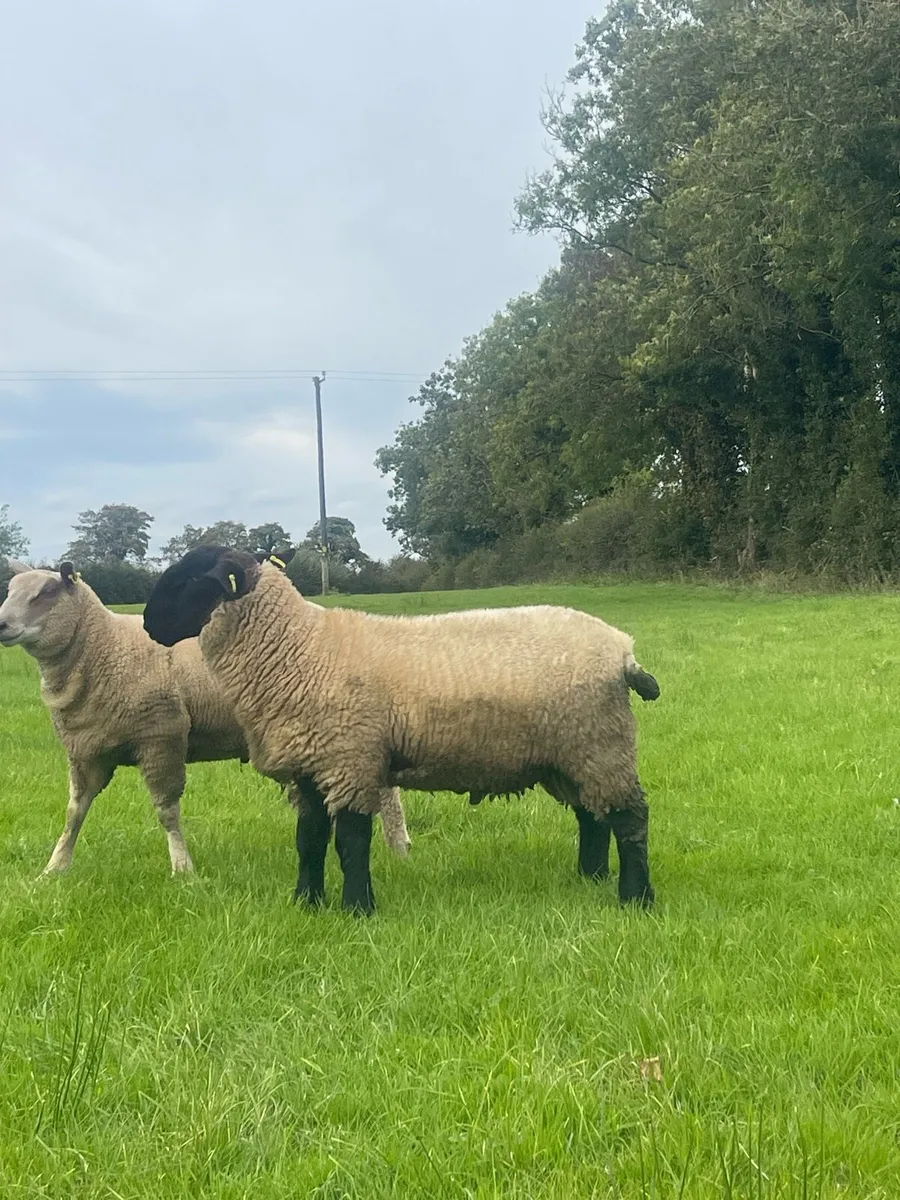 Pb Suffolk & Charollais Ram lambs - Image 3