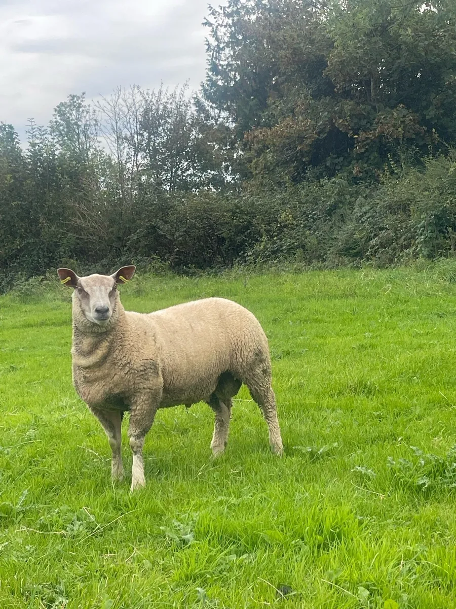 Pb Suffolk & Charollais Ram lambs - Image 4