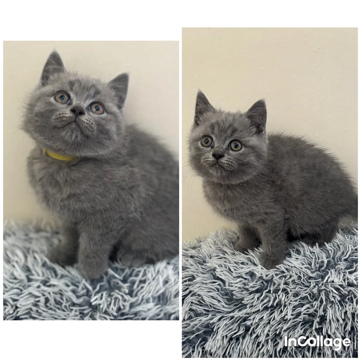 British shorthair blue with microchip - Image 1