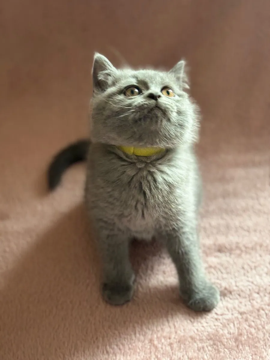 British shorthair blue with microchip - Image 2