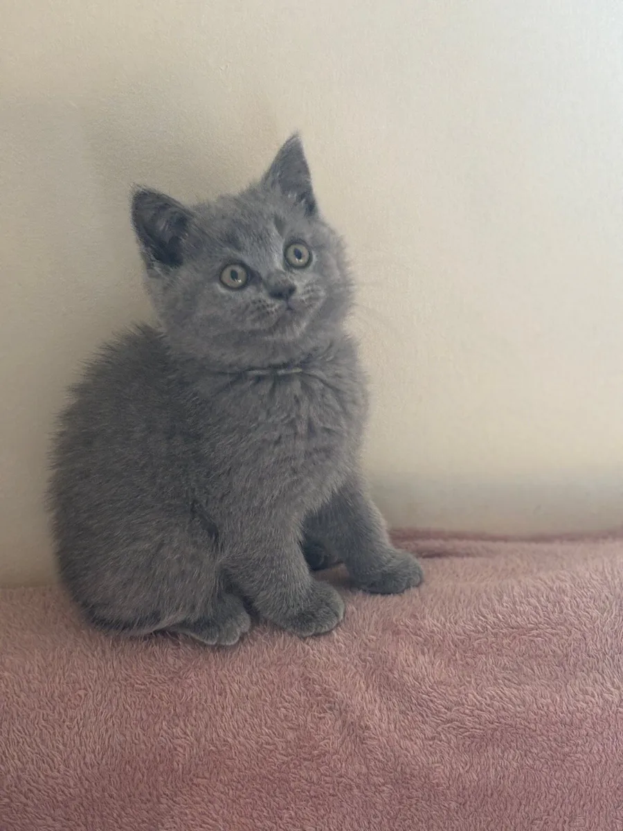British shorthair blue with microchip - Image 3