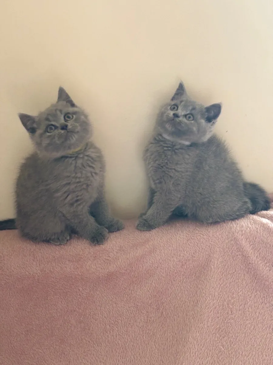 British shorthair blue with microchip - Image 4