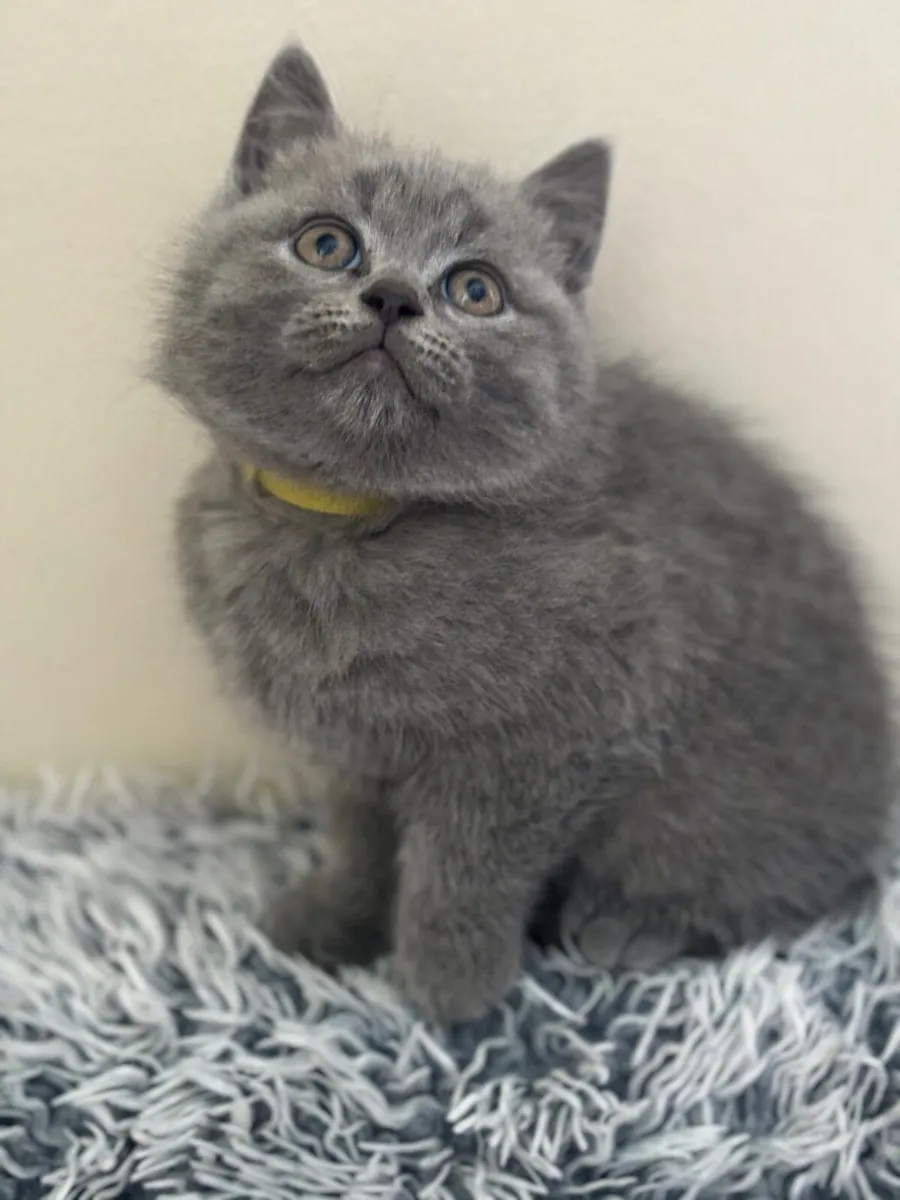 British shorthair blue with microchip - Image 2