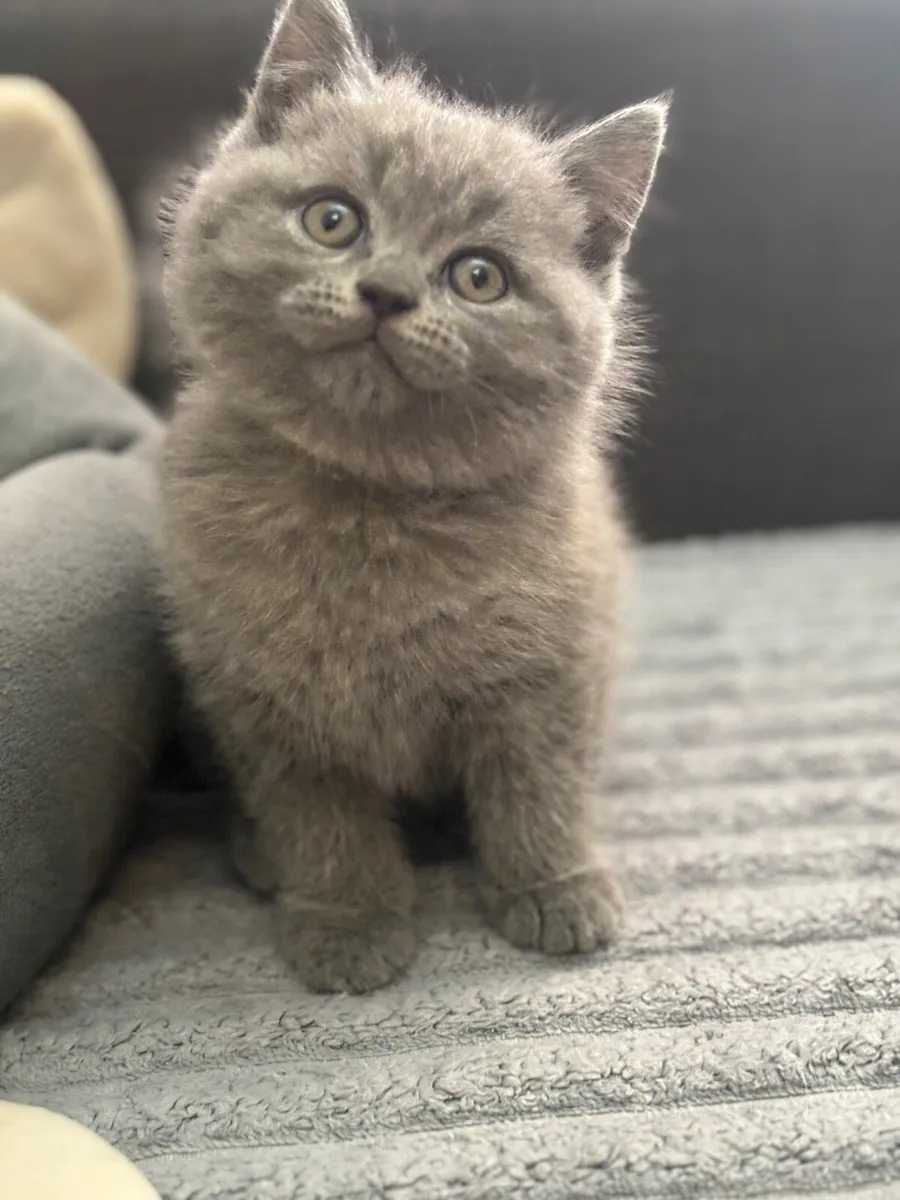 British shorthair blue with microchip - Image 3