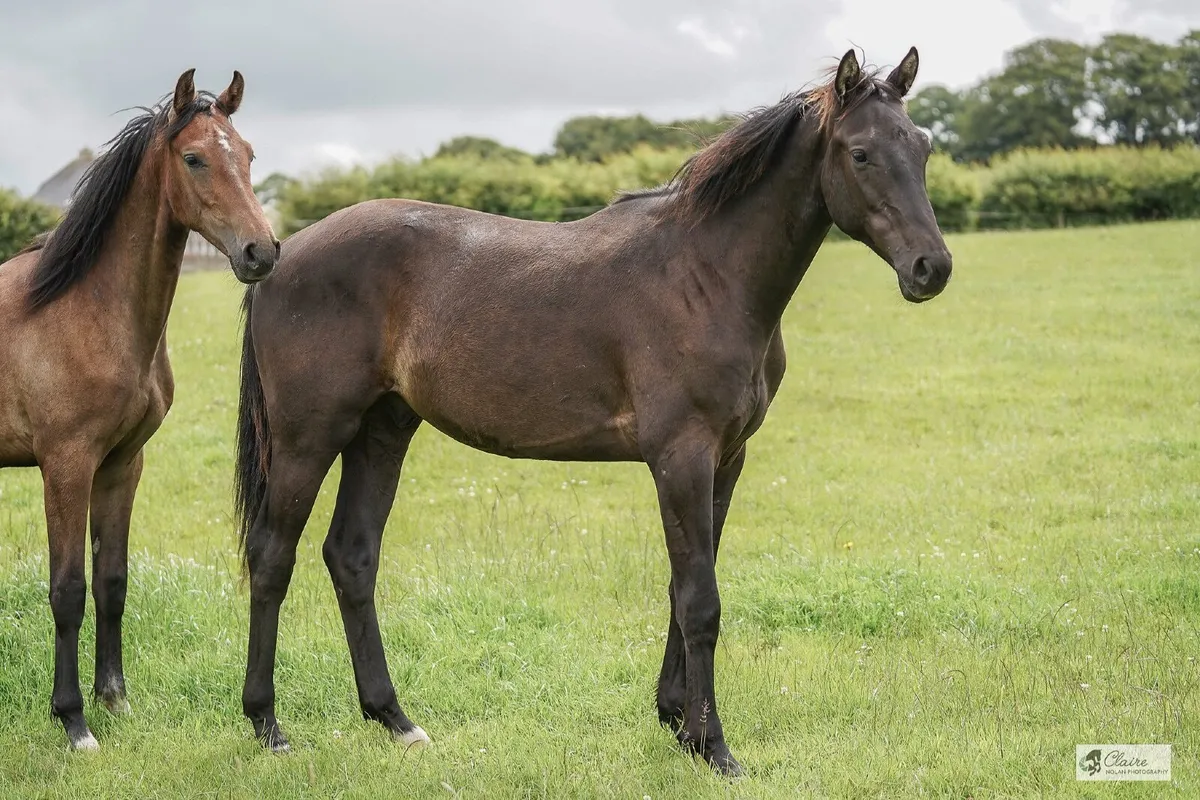 Top Quality dressage foal by Glamourdale - Image 3